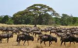 TANZANIA - Serengeti National Park - Migrazione Gnu - 11